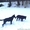 Черные подрощенные щенки немецкой овчарки ВЕО - <ro>Изображение</ro><ru>Изображение</ru> #3, <ru>Объявление</ru> #10651