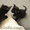 Ориентальные котята заботливым хозяевам - <ro>Изображение</ro><ru>Изображение</ru> #3, <ru>Объявление</ru> #11693