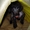 Щенки китайской хохлатой собаки! - <ro>Изображение</ro><ru>Изображение</ru> #2, <ru>Объявление</ru> #13437