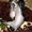 Щенки китайской хохлатой собаки! - <ro>Изображение</ro><ru>Изображение</ru> #1, <ru>Объявление</ru> #13437
