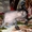Щенок китайской хохлатой собаки! - <ro>Изображение</ro><ru>Изображение</ru> #2, <ru>Объявление</ru> #13435