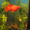 Продам живородящих рыб - <ro>Изображение</ro><ru>Изображение</ru> #2, <ru>Объявление</ru> #11934