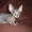 Котята канадского сфинкса - <ro>Изображение</ro><ru>Изображение</ru> #3, <ru>Объявление</ru> #13529