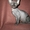 Котята канадского сфинкса #13529