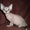 Котята канадского сфинкса - <ro>Изображение</ro><ru>Изображение</ru> #2, <ru>Объявление</ru> #13529