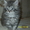 Котята-персы классические, мальчики - <ro>Изображение</ro><ru>Изображение</ru> #2, <ru>Объявление</ru> #18609