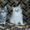 Котята-персы классические, мальчики - <ro>Изображение</ro><ru>Изображение</ru> #1, <ru>Объявление</ru> #18609