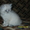 Котята-персы классические, мальчики - <ro>Изображение</ro><ru>Изображение</ru> #3, <ru>Объявление</ru> #18609