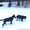Черные восточно европейские овчарки(6 мес.) - <ro>Изображение</ro><ru>Изображение</ru> #3, <ru>Объявление</ru> #14189