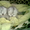 Котята перс классик серебристая шиншила - <ro>Изображение</ro><ru>Изображение</ru> #1, <ru>Объявление</ru> #25550