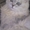 Котята перс классик серебристая шиншила - <ro>Изображение</ro><ru>Изображение</ru> #2, <ru>Объявление</ru> #25550