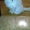 Котята перс классик серебристая шиншила - <ro>Изображение</ro><ru>Изображение</ru> #3, <ru>Объявление</ru> #25550