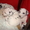 Продаются щенки Далматин - <ro>Изображение</ro><ru>Изображение</ru> #2, <ru>Объявление</ru> #19886
