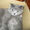 Продается котенок, порода-шотландская вислоухая - <ro>Изображение</ro><ru>Изображение</ru> #1, <ru>Объявление</ru> #25734