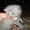 Продается котенок, порода-шотландская вислоухая - <ro>Изображение</ro><ru>Изображение</ru> #3, <ru>Объявление</ru> #25734