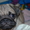 Продаются щенки мопса - <ro>Изображение</ro><ru>Изображение</ru> #3, <ru>Объявление</ru> #23376