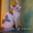 Канадский сфинкс котята, продам. - <ro>Изображение</ro><ru>Изображение</ru> #4, <ru>Объявление</ru> #37045
