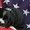 продаю великолепного щенка кокер-спаниеля! - <ro>Изображение</ro><ru>Изображение</ru> #1, <ru>Объявление</ru> #33699