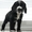 продаю великолепного щенка кокер-спаниеля! - <ro>Изображение</ro><ru>Изображение</ru> #3, <ru>Объявление</ru> #33699
