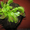 Растение хищник венерина мухоловка #28138