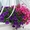 Сурфиния,  петуния,  бегония,  цветы для клумб 096 221-57-77 #32318