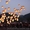 Небесные фонарики, воздушные фонарики, китайские фонарики, воздушные шары, купит - <ro>Изображение</ro><ru>Изображение</ru> #2, <ru>Объявление</ru> #39801
