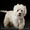    ЩЕНКИ ВЕСТ ХАЙЛЕНД  УАЙТ  ТЕРЬЕР /West Highland White Terrier - <ro>Изображение</ro><ru>Изображение</ru> #1, <ru>Объявление</ru> #41431