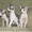 котята Донского сфинкса - <ro>Изображение</ro><ru>Изображение</ru> #2, <ru>Объявление</ru> #42320