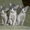 котята Донского сфинкса - <ro>Изображение</ro><ru>Изображение</ru> #1, <ru>Объявление</ru> #42320