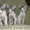 котята Донского сфинкса - <ro>Изображение</ro><ru>Изображение</ru> #3, <ru>Объявление</ru> #42320