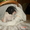 Продам щенков французского бульдога - <ro>Изображение</ro><ru>Изображение</ru> #3, <ru>Объявление</ru> #40581