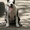 Супер щенок девочка Американского Стаффоршидского Терьера (стафф терьер - <ro>Изображение</ro><ru>Изображение</ru> #4, <ru>Объявление</ru> #45917