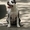 Супер щенок девочка Американского Стаффоршидского Терьера (стафф терьер - <ro>Изображение</ro><ru>Изображение</ru> #3, <ru>Объявление</ru> #45917