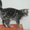 Британские котята вискасных окрасов - <ro>Изображение</ro><ru>Изображение</ru> #3, <ru>Объявление</ru> #47286