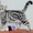Британские котята вискасных окрасов - <ro>Изображение</ro><ru>Изображение</ru> #1, <ru>Объявление</ru> #47286