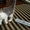 Котята домашние 2,5 мес. - <ro>Изображение</ro><ru>Изображение</ru> #3, <ru>Объявление</ru> #42161