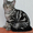 Британские котята вискасных окрасов - <ro>Изображение</ro><ru>Изображение</ru> #2, <ru>Объявление</ru> #47286