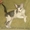 Котята Донского сфинкса.  - <ro>Изображение</ro><ru>Изображение</ru> #2, <ru>Объявление</ru> #52403