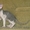 Котята Донского сфинкса.  - <ro>Изображение</ro><ru>Изображение</ru> #1, <ru>Объявление</ru> #52403