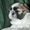 перспективный щенок ши-тцу  - <ro>Изображение</ro><ru>Изображение</ru> #2, <ru>Объявление</ru> #44101