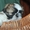 перспективный щенок ши-тцу  - <ro>Изображение</ro><ru>Изображение</ru> #1, <ru>Объявление</ru> #44101