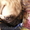 продам мопса щенка - <ro>Изображение</ro><ru>Изображение</ru> #3, <ru>Объявление</ru> #52646