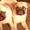 продам мопса щенка - <ro>Изображение</ro><ru>Изображение</ru> #2, <ru>Объявление</ru> #52646