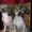 Продам в хорошие руки щенка китайской хохлатой собаки   - <ro>Изображение</ro><ru>Изображение</ru> #1, <ru>Объявление</ru> #56124