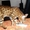 Бенгальские котята - кусочек джунглей у вас дома - <ro>Изображение</ro><ru>Изображение</ru> #1, <ru>Объявление</ru> #60147
