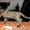 Бенгальские котята - кусочек джунглей у вас дома #60147