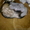 продам щенков хорька - <ro>Изображение</ro><ru>Изображение</ru> #2, <ru>Объявление</ru> #59512