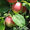 Предлагаем яблоко летних и зимних сортов - <ro>Изображение</ro><ru>Изображение</ru> #1, <ru>Объявление</ru> #68058
