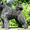 Продам щенка фландрского бувье (кобель) - <ro>Изображение</ro><ru>Изображение</ru> #2, <ru>Объявление</ru> #62382
