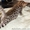 Бенгальские котята - маленький леопард у вас дома! - <ro>Изображение</ro><ru>Изображение</ru> #2, <ru>Объявление</ru> #69493